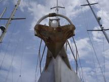 AYC Yachtbroker - Alliage 41 - Ancre Rocna inox 25kg